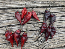 Load image into Gallery viewer, Brazilian Eagle (Pepper Seeds)