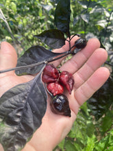 Load image into Gallery viewer, PJ Black Molten Mini (Pepper Seeds)