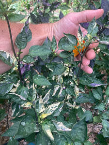 Irkalla (VSRP Pablano) (Pepper Seeds)