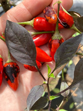 Load image into Gallery viewer, Blue Christmas (Pepper Seeds)