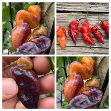 Load image into Gallery viewer, Horizon Multicolor (Pepper Seeds)(Limited)