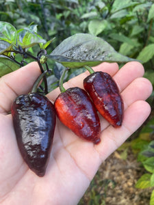 Black Jes (Pepper Seeds)