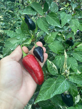 Load image into Gallery viewer, Avalon (VSRP Pablano) (Pepper Seeds)