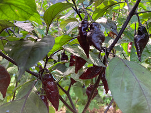 PJ Black Molten (Pepper Seeds) (Limited)