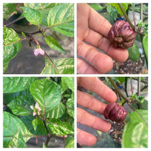 Load image into Gallery viewer, Purple GhostScorpion (Pepper Seeds)