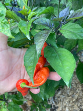 Load image into Gallery viewer, PJ Redlight (Pepper Seeds)