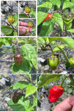 Load image into Gallery viewer, BBG Red Horizon (Pepper Seeds)