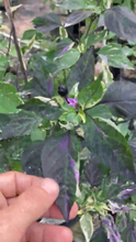 Load image into Gallery viewer, Cibola (VSRP Pablano) (Pepper Seeds)