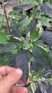 Cibola (VSRP Poblano) (Pepper Seeds)