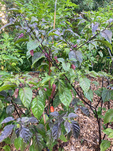Tiger Caramel (Pepper Seeds)