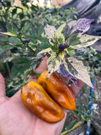 Kandam (VSRP Poblano) (Pepper Seeds)