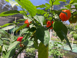 ScotchPort Wrinkled Red (Pepper Seeds)