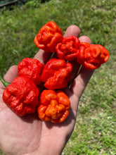 Load image into Gallery viewer, ScotchPort Red (Pepper Seeds)