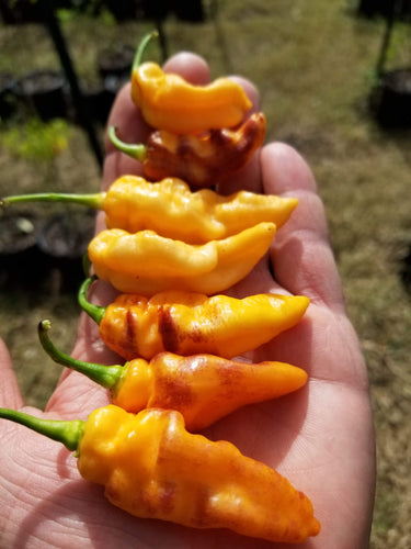 PJ IceCicle (Green Foliage)(Pepper Seeds)