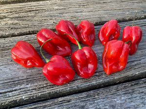 Habanero Red (Pepper Seeds)