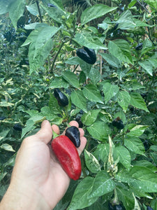 Avalon (VSRP Poblano) (Pepper Seeds)