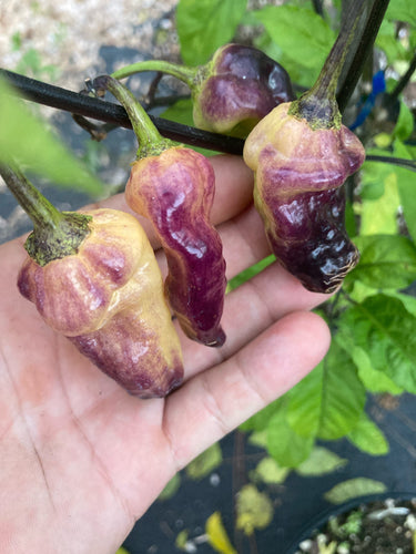 Dark Moonlight Horizon (Pepper Seeds) (Limited)
