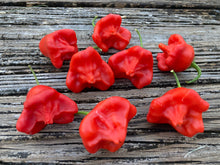Load image into Gallery viewer, Bishops Cap (Pepper Seeds)