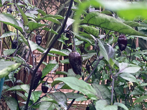 M.A.M.P. Black (Pepper Seeds) and