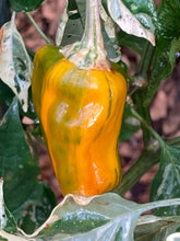 Load image into Gallery viewer, Arcadia (VSRP Poblano) (Pepper Seeds)