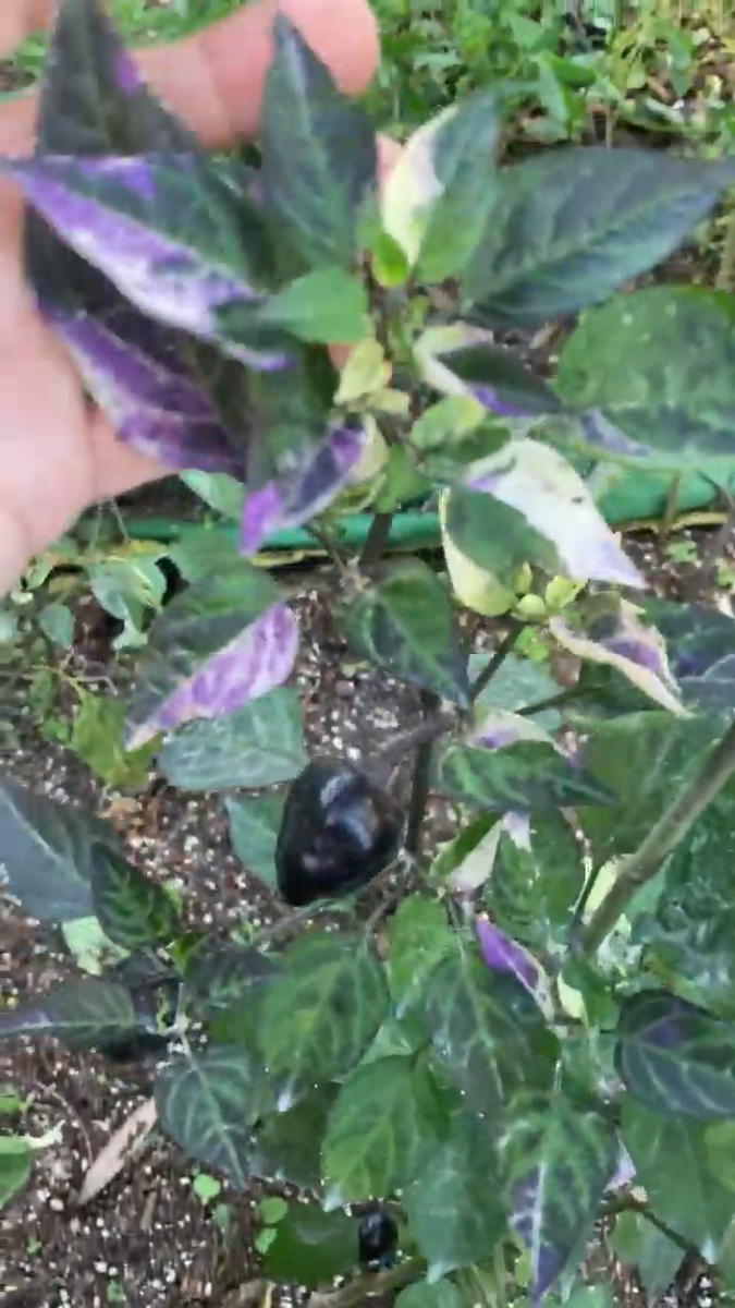 Baltia (VSRP Poblano) (Pepper Seeds) – Towns-End Chili & Spice