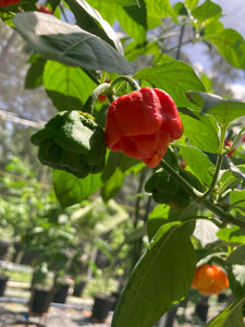 ScotchPort Red (Pepper Seeds)