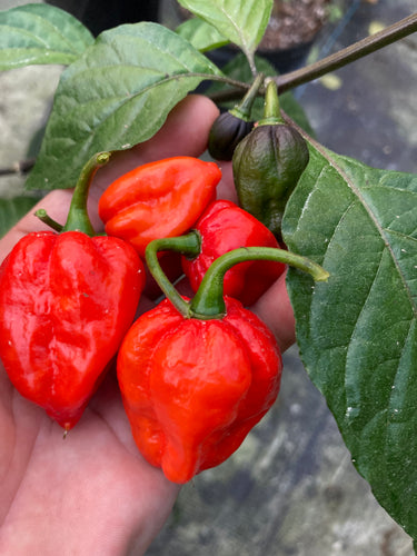 7JPN Red (Pepper Seeds)