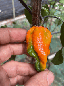 Perfect Horizon (Pepper Seeds)(Limited)
