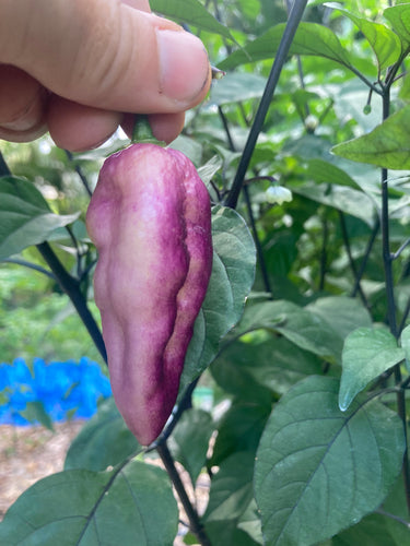 Flamingo Karen (Pepper Seeds)