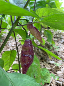 PJ Purple Molten (Pepper Seeds)