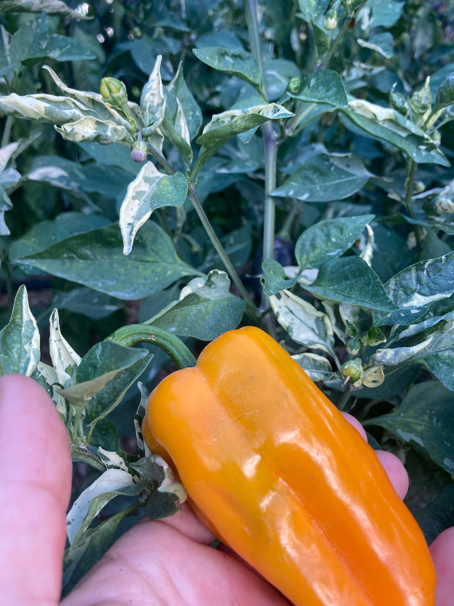 Arkaim (VSRP Poblano) (Pepper Seeds) – Towns-End Chili & Spice