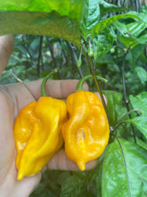 Load image into Gallery viewer, Yellow Horizon (Pepper Seeds)