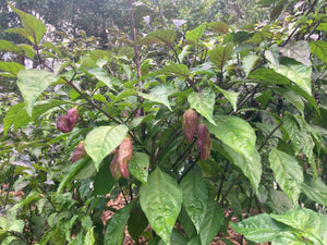 PJ Redlight (Pepper Seeds)
