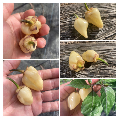 Purplegum White (Pepper Seeds)