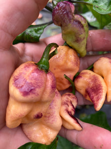 PJ Pink Ice (Pepper Seeds) (Limited)