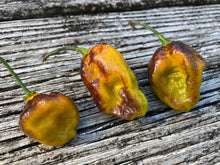 Load image into Gallery viewer, Kemet Horizon (Pepper Seeds)(Limited)