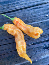 Load image into Gallery viewer, Sugar Rush Stripey (Pepper Seeds)