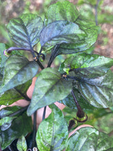 Load image into Gallery viewer, Phat Karen (Pepper Seeds) (Limited)
