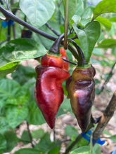 Load image into Gallery viewer, PJ Dark Fire (Pepper Seeds)(Limited)