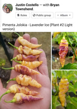 Load image into Gallery viewer, PJ Lavender Ice Cream (Pepper Seeds)