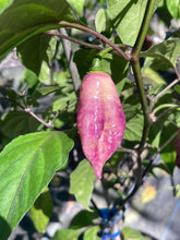 Load image into Gallery viewer, Bhut Surprise Cream (Pepper Seeds)