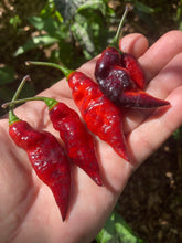 Load image into Gallery viewer, PJ Purple Molten (Pepper Seeds)