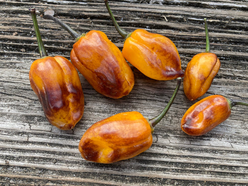 Horizon Orange (Pepper Seeds)(Limited)