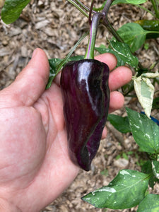Tartarus (VSRP Pablano) (Pepper Seeds)