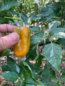 Hesperides (VSRP Pablano) (Pepper Seeds)