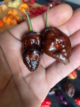 Load image into Gallery viewer, Monstergum Leopard Chocolate (Pepper Seeds)(Limited)