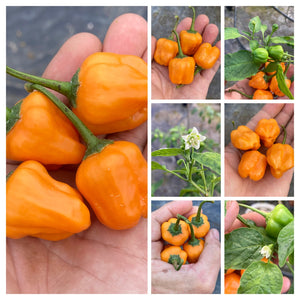 Aji Mango Stumpy (Pepper Seeds)