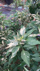 Buyan (VSRP Pablano) (Pepper Seeds)
