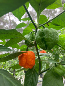 ScotchPort Wrinkled Red (Pepper Seeds)