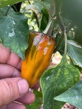 Load image into Gallery viewer, Nibiru (VSRP Pablano) (Pepper Seeds)